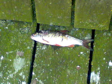 Ein lebloser Fisch zu Füßen des Boddens